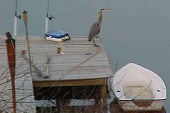 Heron on dock