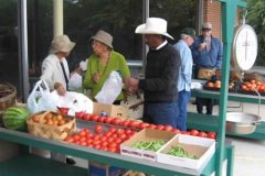 Picking the perfect tomato